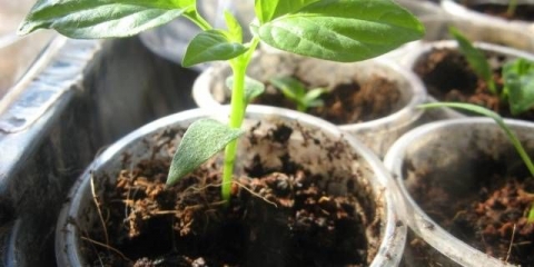 Kada saditi rasad paprike 2021